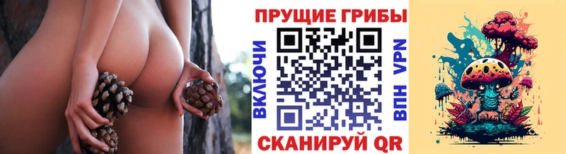 где купить   Петров Вал  kraken зеркало  сайты даркнета какой сайт  Псилоцибиновые грибы GOLDEN TEACHER 
